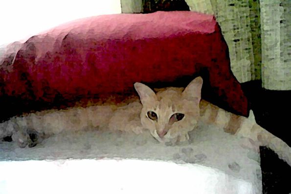 Biddles Under My Pillow III - Digital