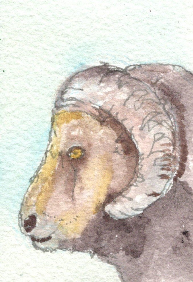 Bighorn Sheep