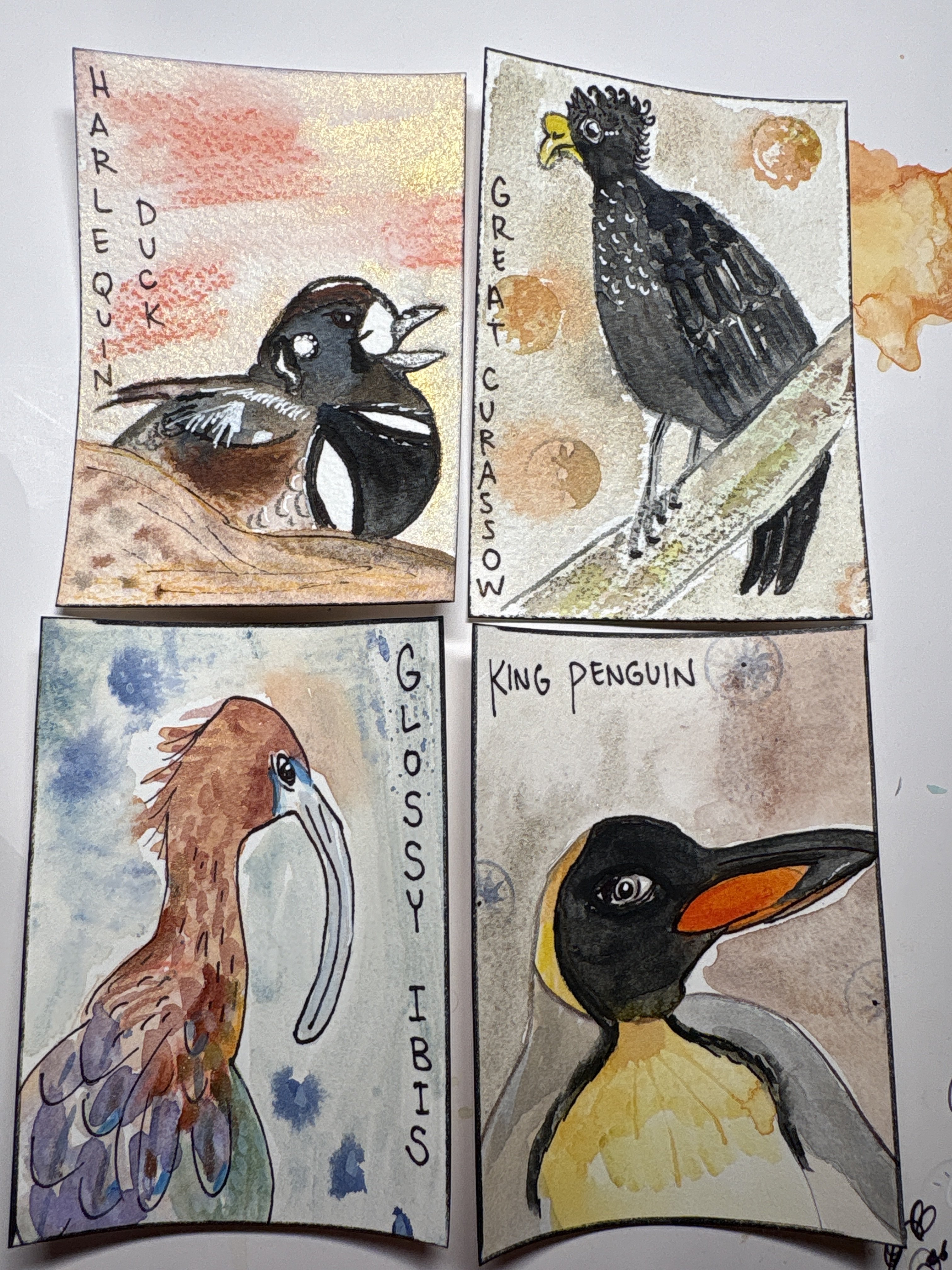 Birds in the Wilderness Swap