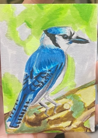 Blue Jay.jpeg