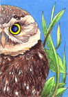Burrowing Owl