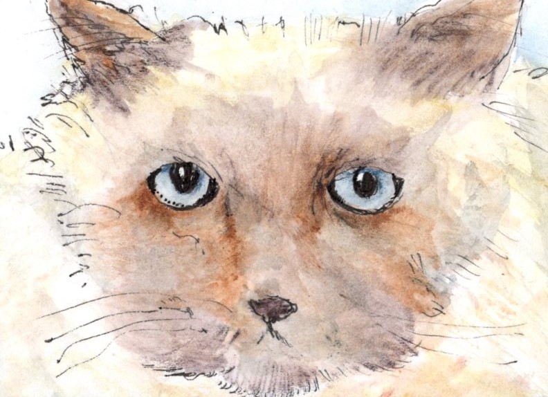 Captivating Cats