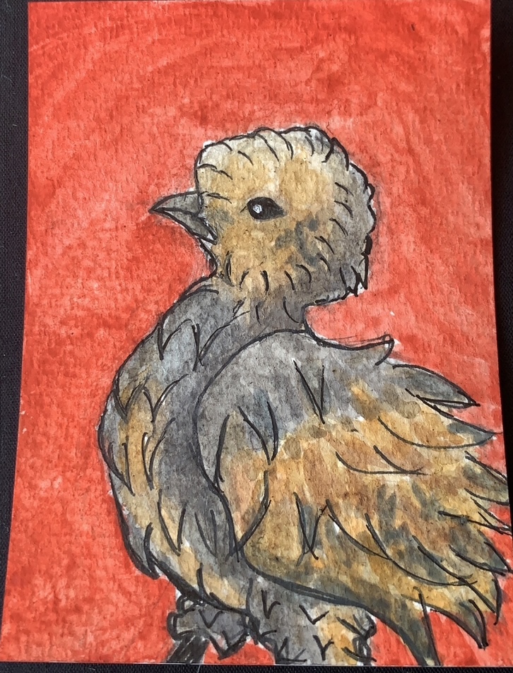 Chickens/Poultry Set