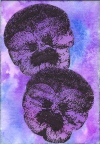 Color Cube Pansies