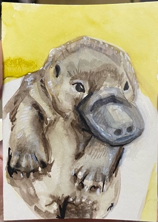 D is for Duckbilled Platypus.jpeg