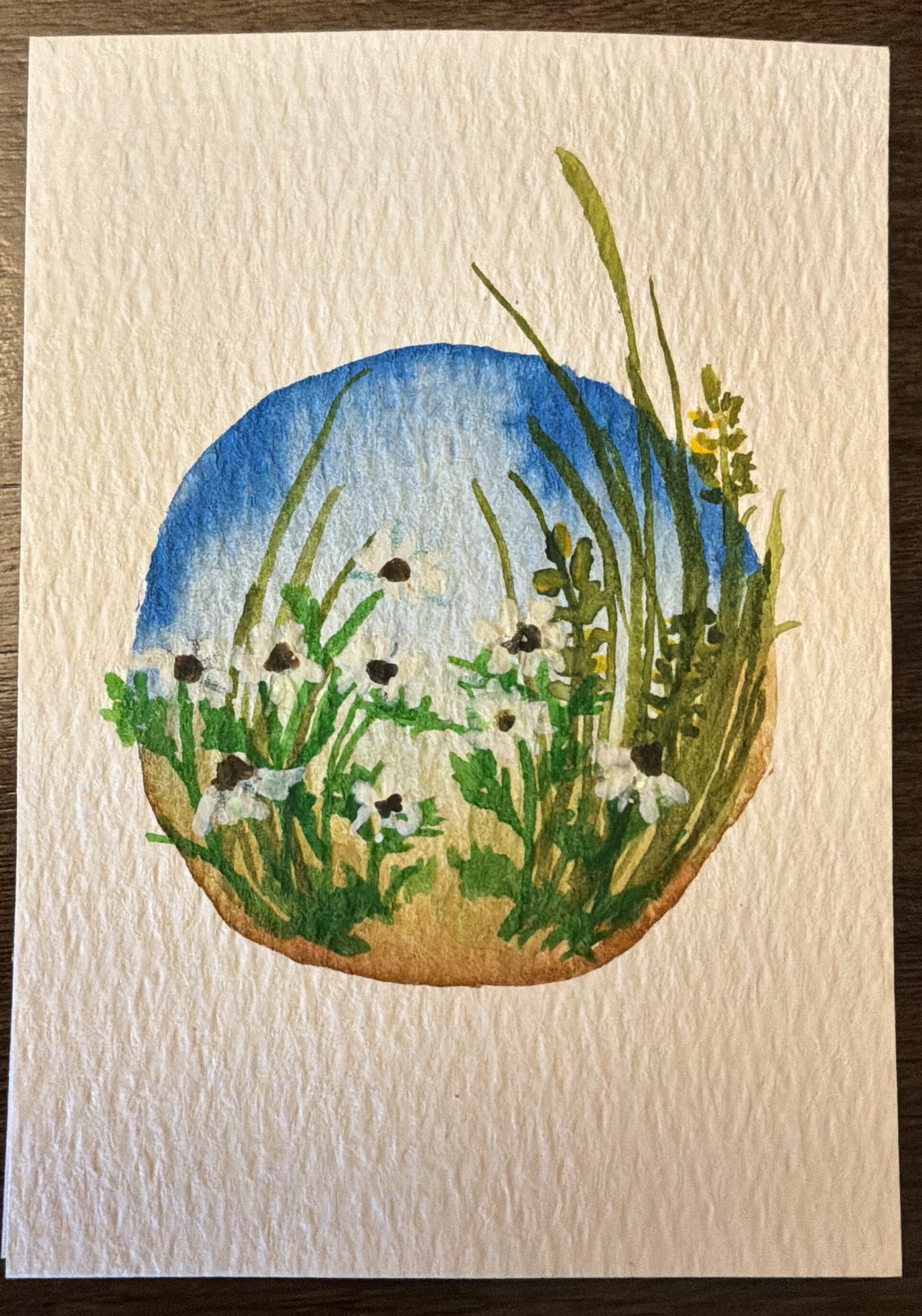 Daisies
