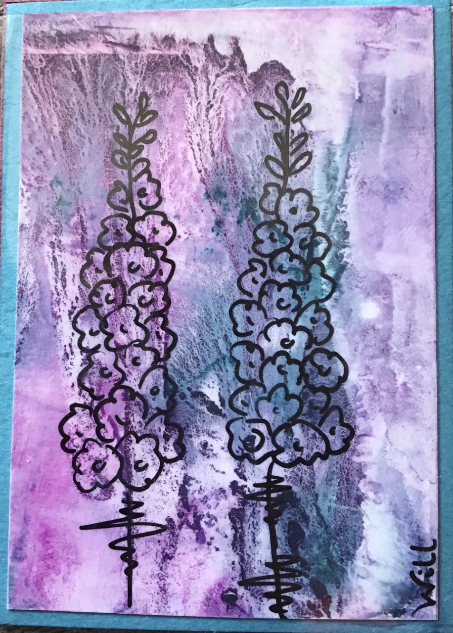 Delphiniums purple