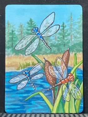 Dragonflies at Lynx Lake