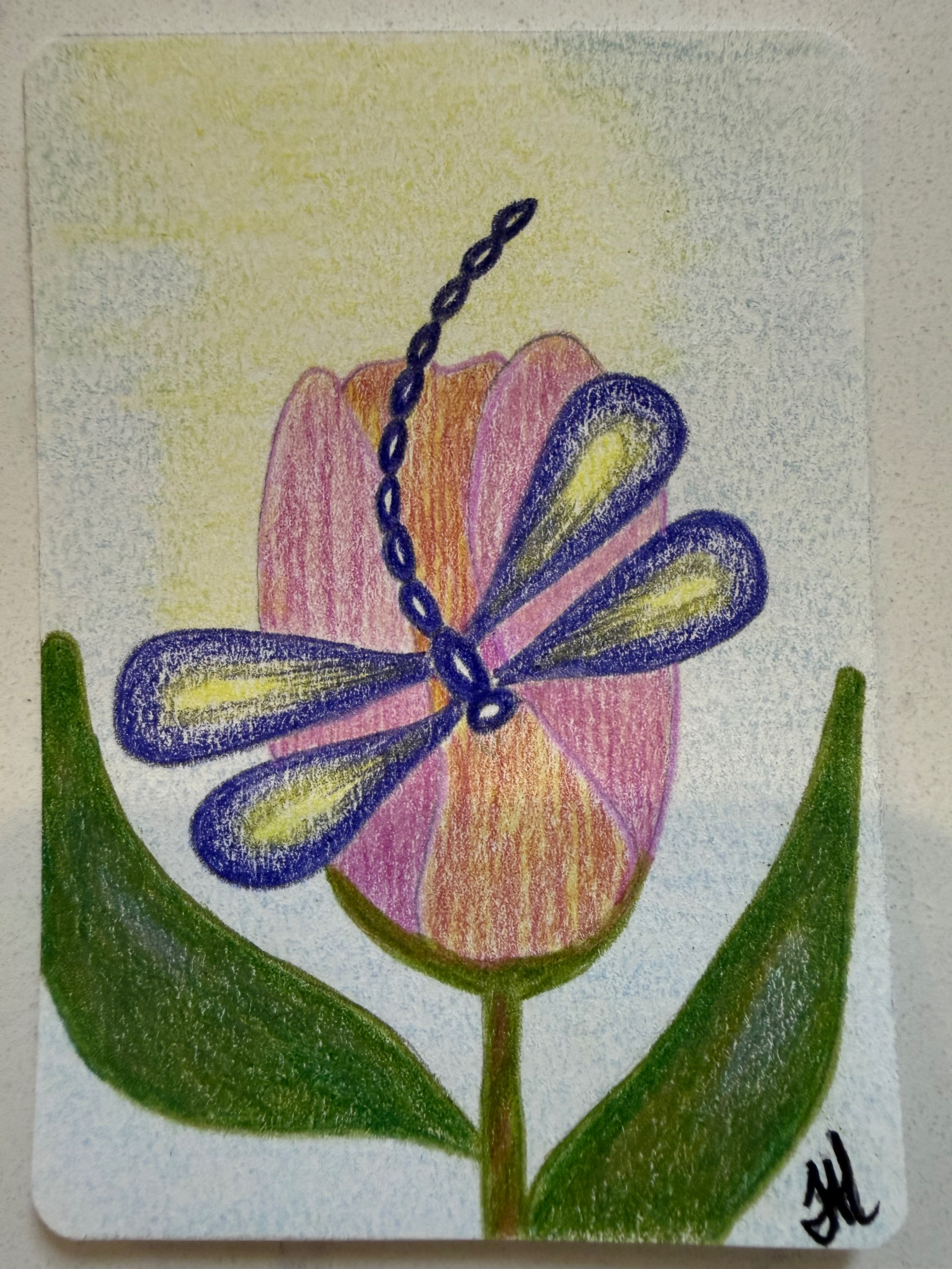 Dragontulip