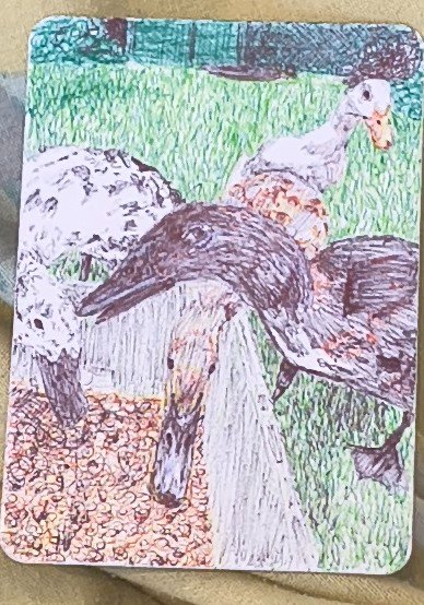 Ducks 5