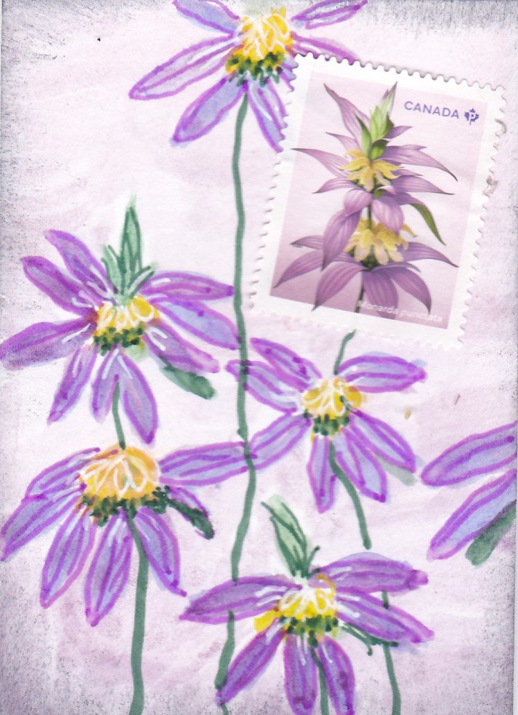 Earthdayathon03 spotted bee balm.jpg