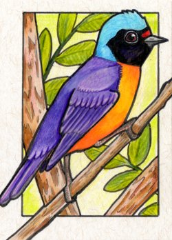 Elegant Euphonia