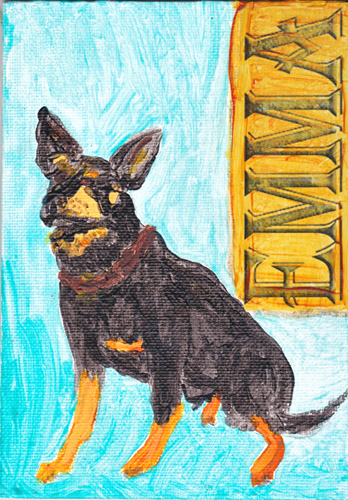 Emma - Australian Working Kelpie