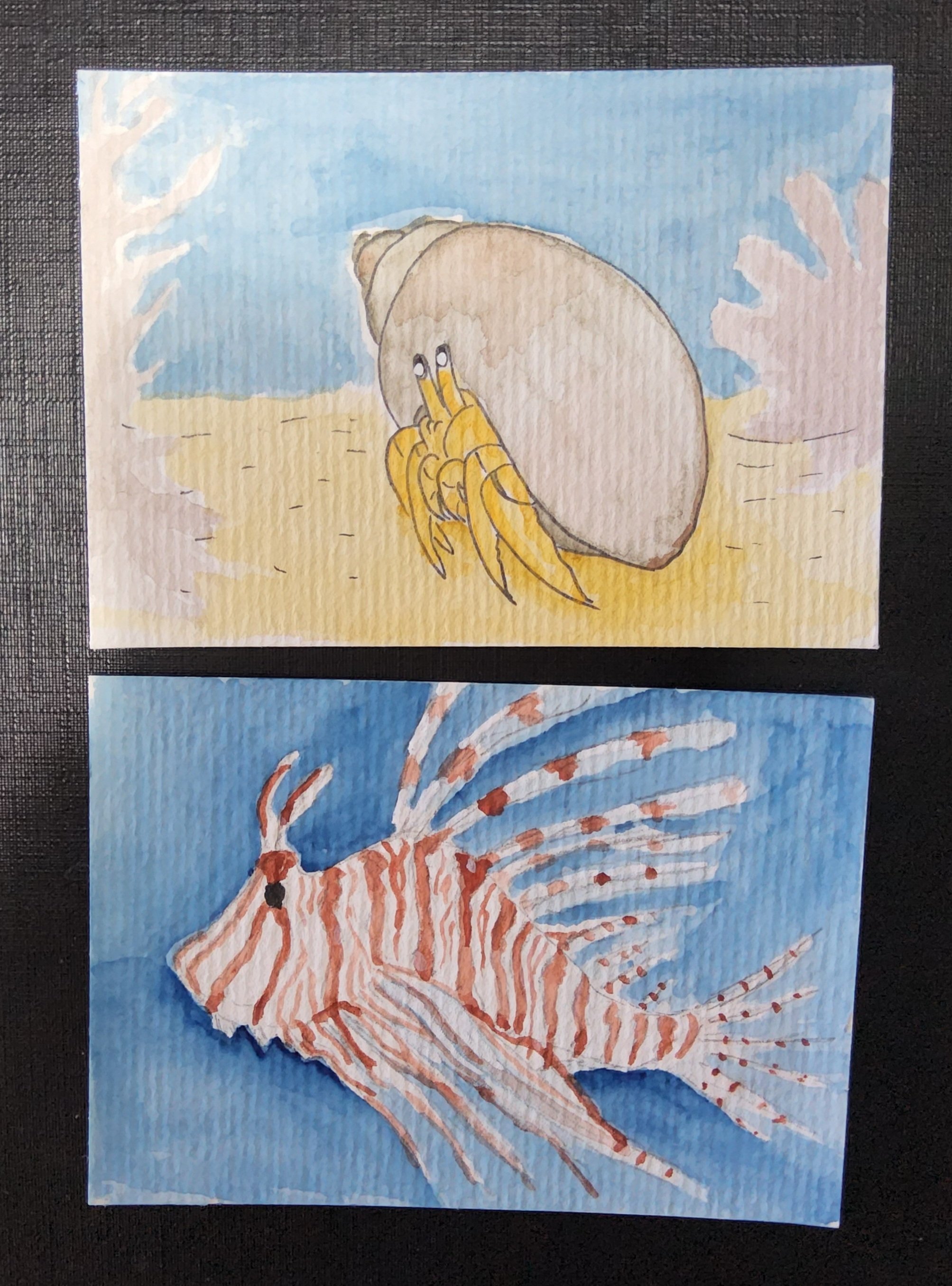 Ermit crab & lion fish