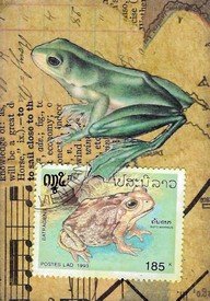 F-Athon Foreign Frog