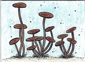 F-Athon tiny mushrooms