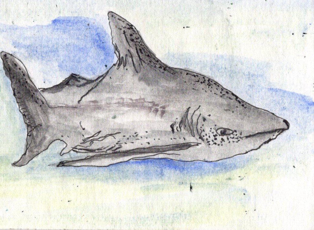 FAthon 4 shark
