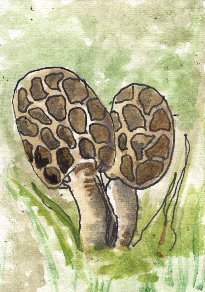 FAthon 8 Morel Mushroom