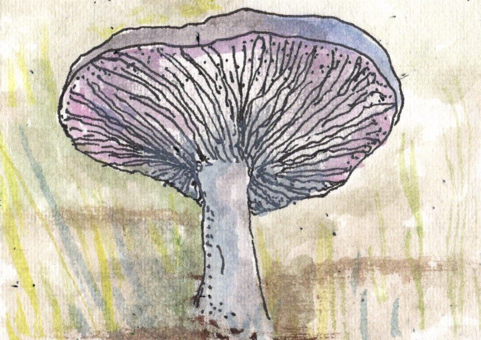 FAthon 9 Wood Blewit Mushroom