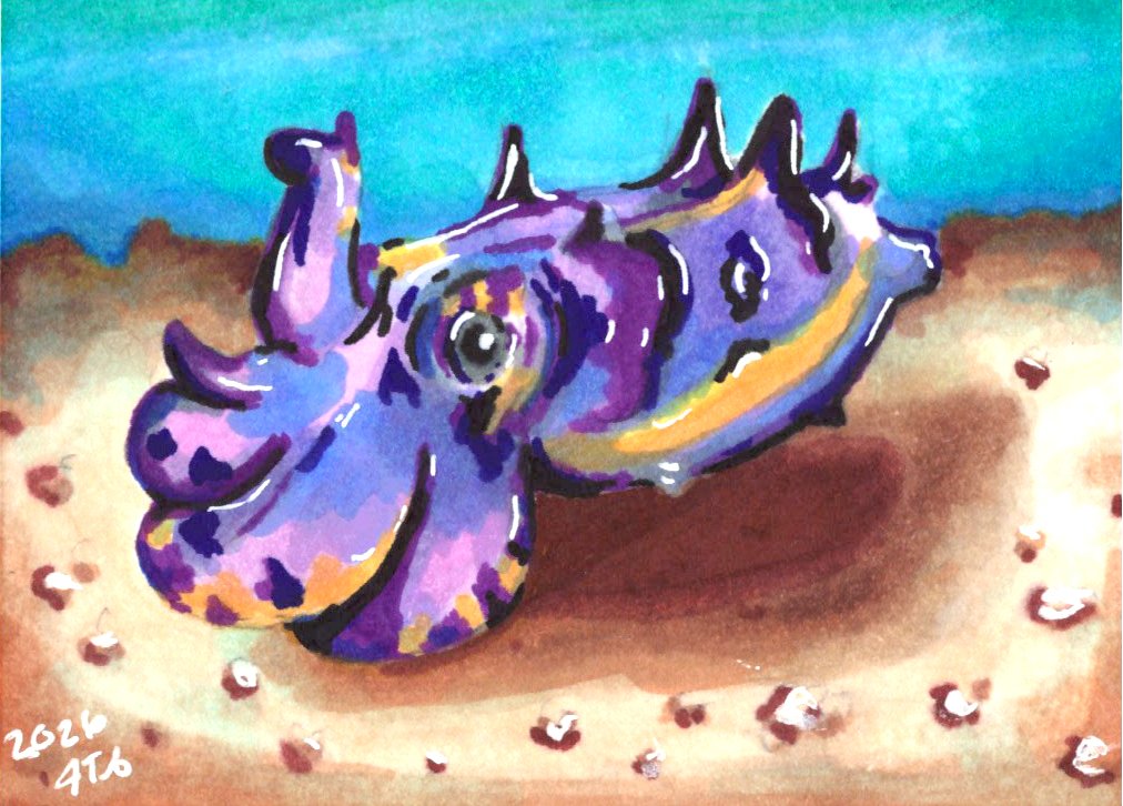 Flamboyant Cuttlefish