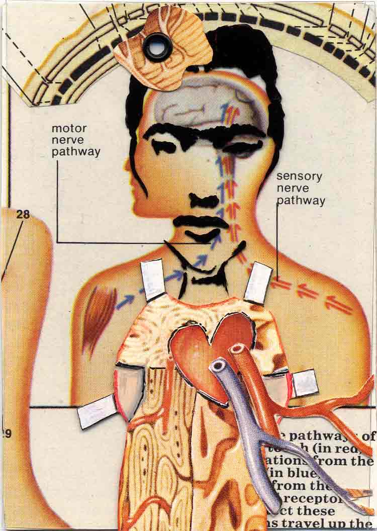 Frida: Dissection Dress-Up