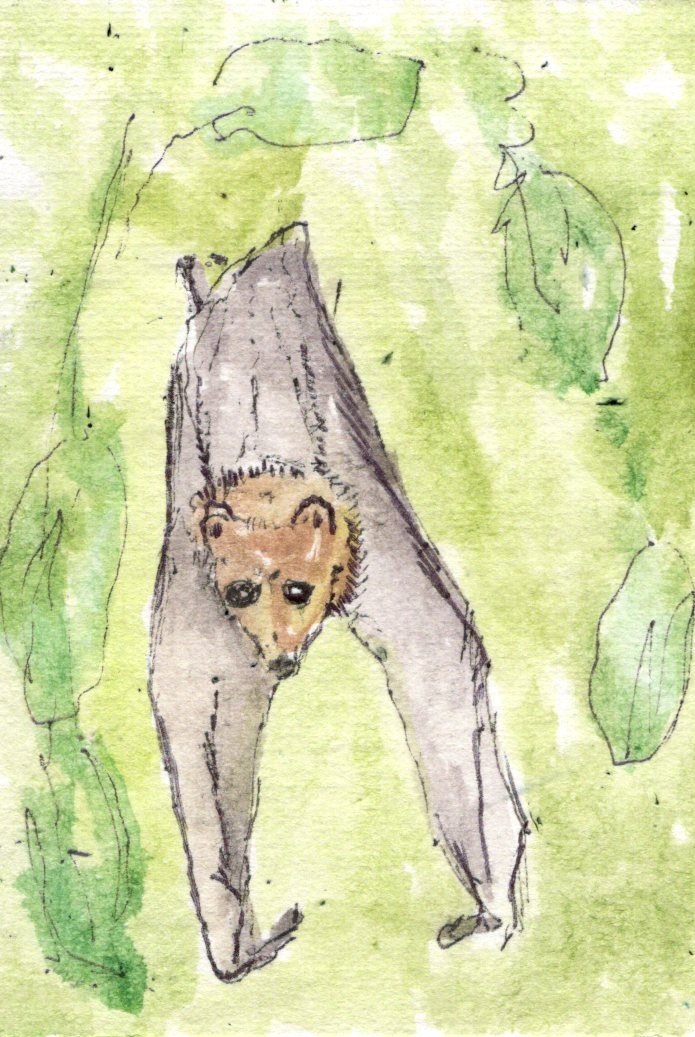Fruit Bat