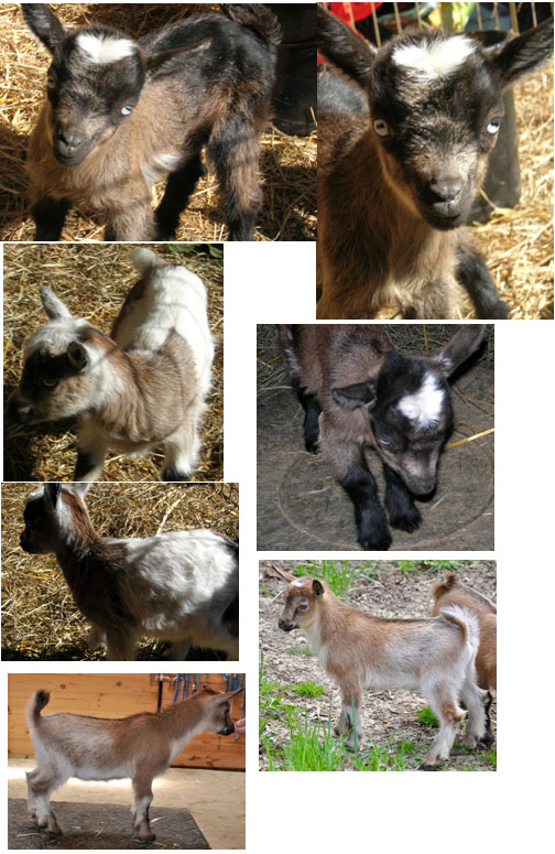 Goat Babies!