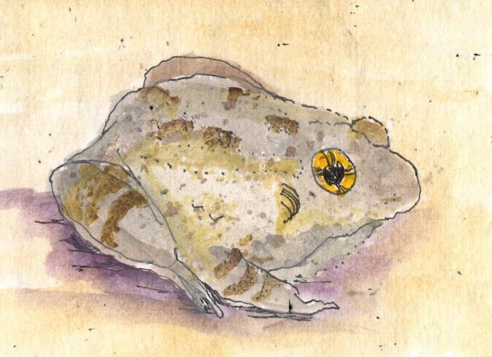 Gopher Frog