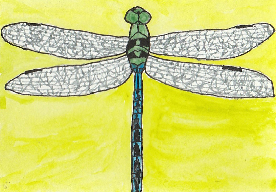 Green Darner