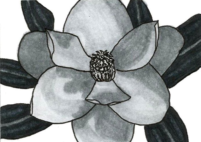 Greyscale Magnolia