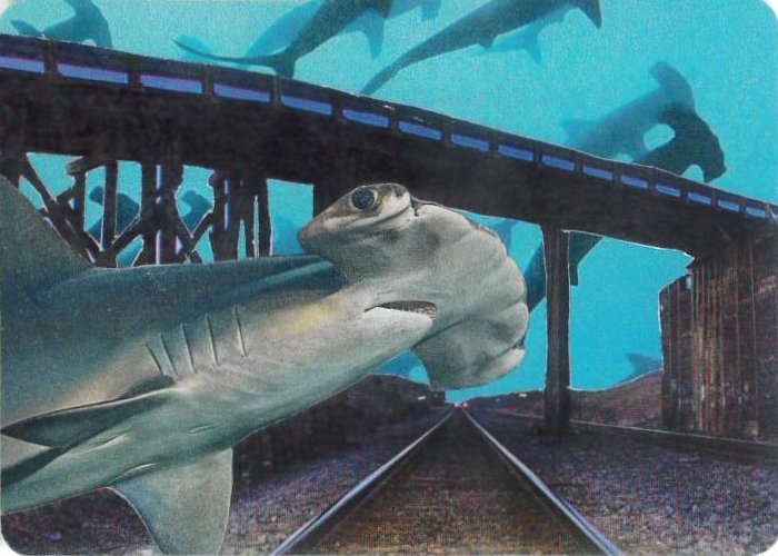 Hammerhead Highway