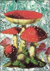 HC Athon Amanita Mushroom