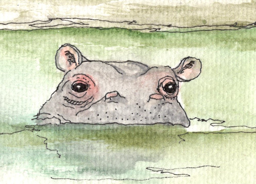 HD/HP Hippopotamus