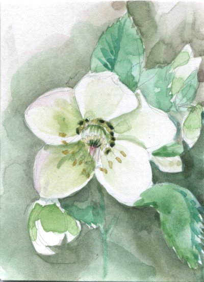 Hellebore