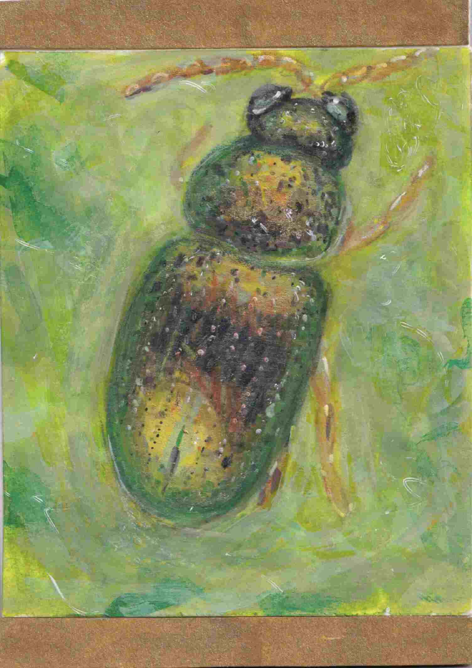 Iridescent Beetle (crepidodera aurea).jpeg