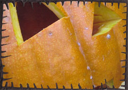 Jack-O-Lantern Close Up