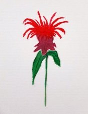 July Challenge 5 - Bee Balm in bloom