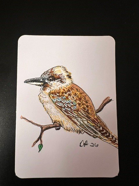 kookaburra.jpg