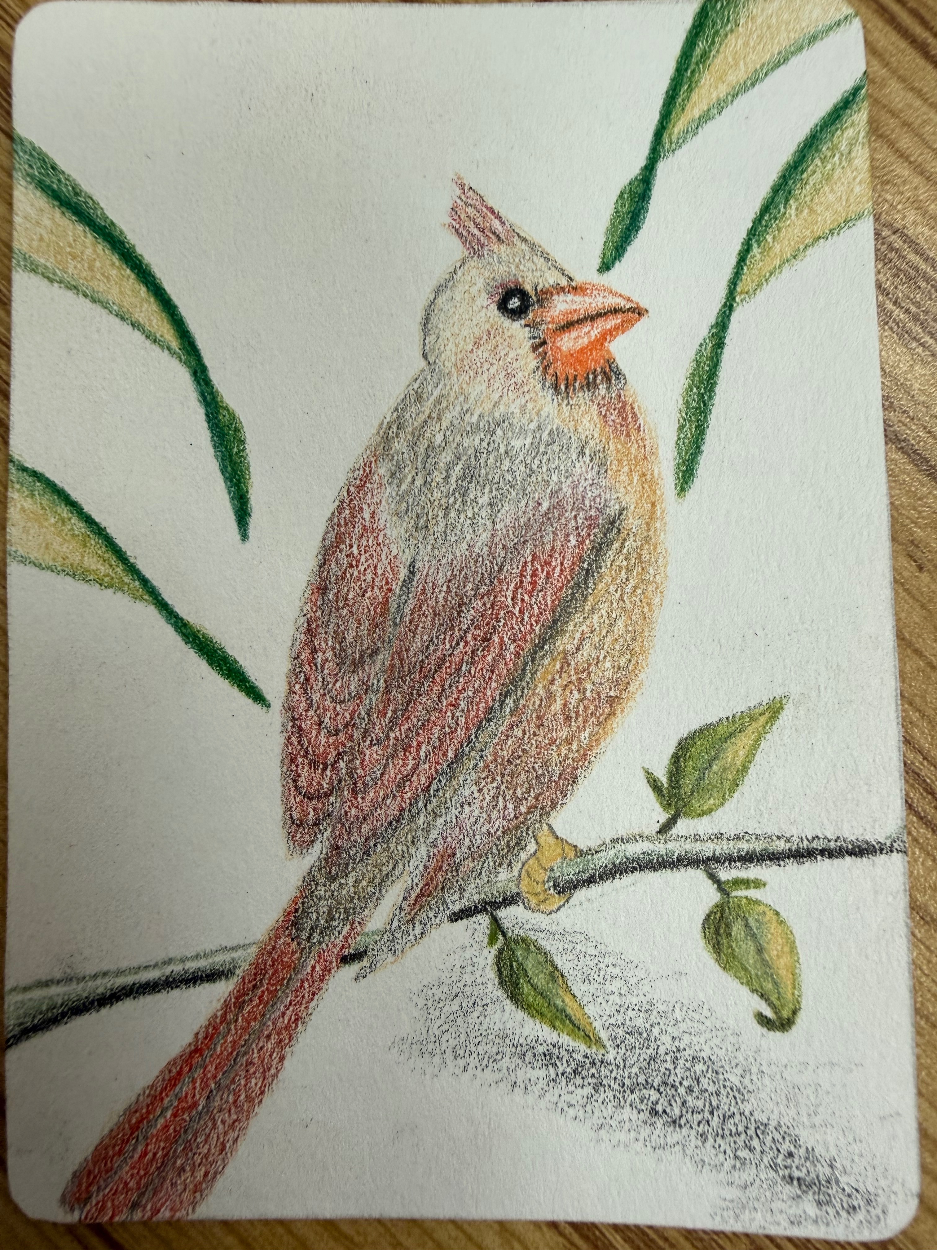 Lady Cardinal