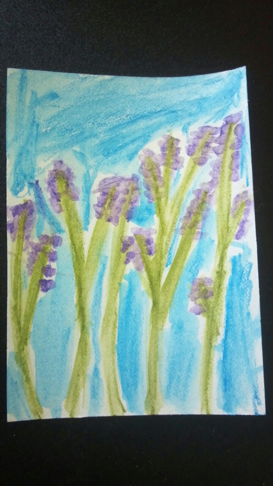 Lavender Fields
