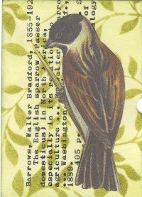 Library Card Swap English sparrow