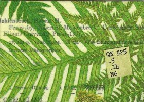 Library Card Swap Ferns
