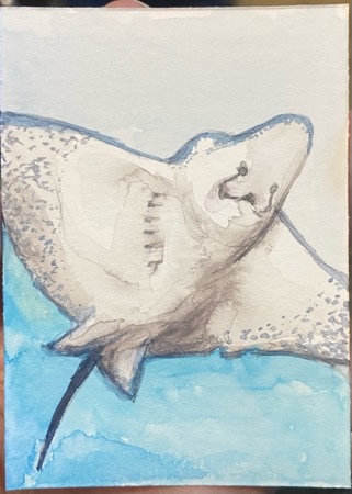 M is for Manta Ray.jpeg