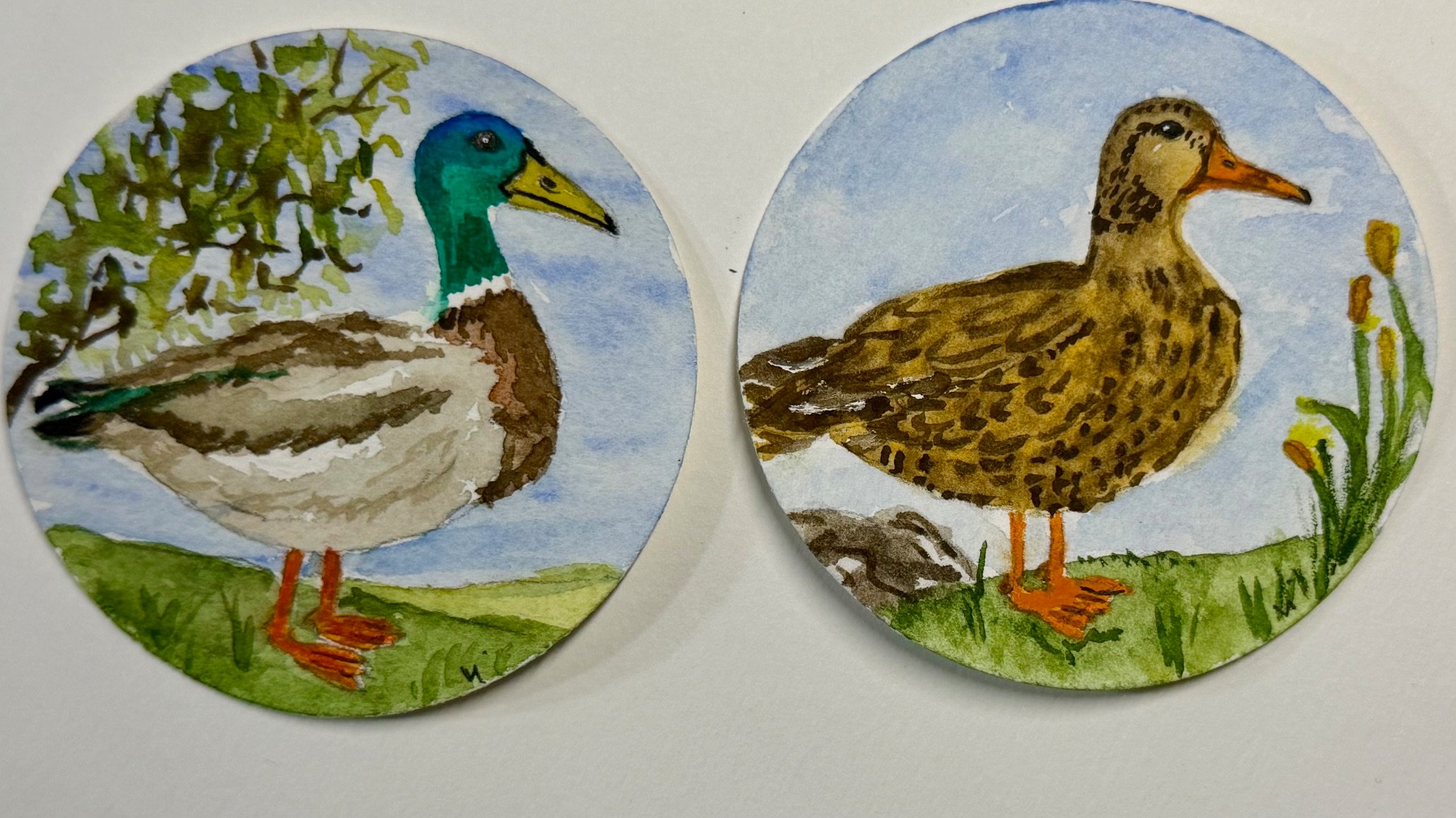 Mallard Ducks for IredescentSiren