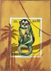 MM Atart Paraguay monkey