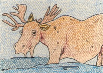 Moose Wading in the Water