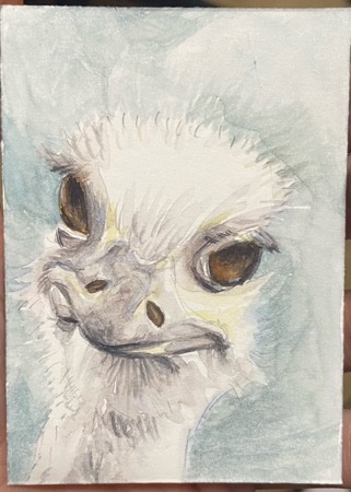 O is for Ostrich.jpeg