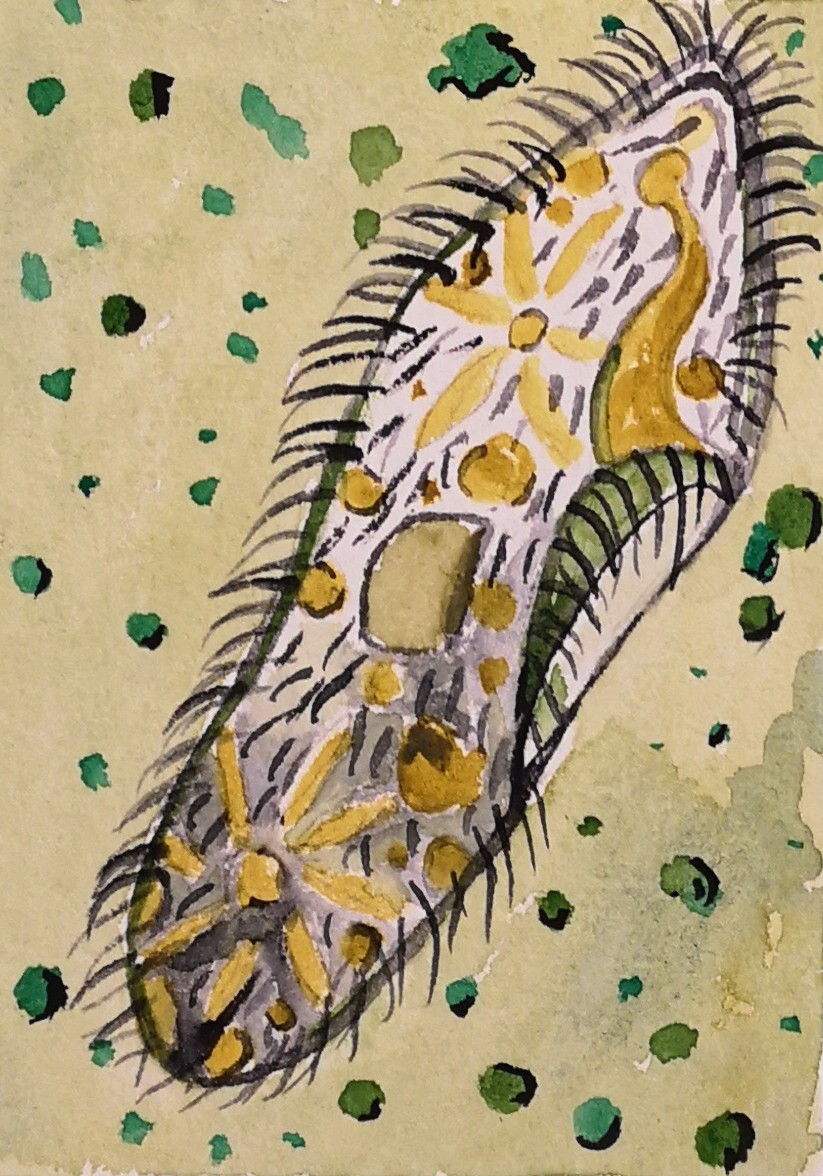 Paramecium. jpg