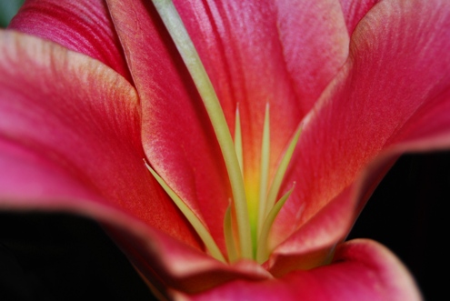Pink Flower with Green Things
