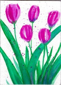 Pink tulips